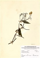 藏品(狹瓣八仙花)的圖片